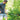 Coupe - branches multi - fonctions FISKARS UPX82 PowerGear X Havenbridges™ - HAVENBRIDGES