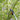 Coupe - branches multi - fonctions FISKARS UPX82 PowerGear X Havenbridges™ - HAVENBRIDGES