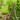 Houe creuse pour jardin Premium - HAVENBRIDGES