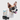 Lunettes de protection pour petit chien - HAVENBRIDGES