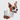 Lunettes de protection pour petit chien - HAVENBRIDGES